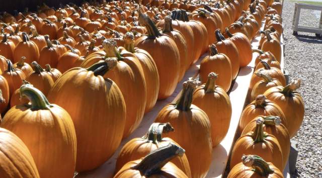 Sam Mazza's Pumpkins