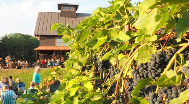 Shelburne Vineyard