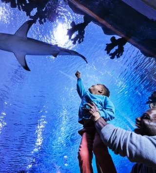 Father and son at the Loveland Living Planet Aquarium