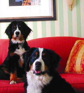 Dogs at Hotel Monaco