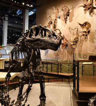 Natural History Museum of Utah Allosaurus