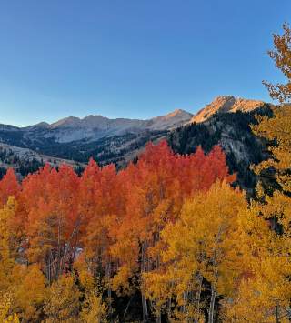 Alta - Fall Cassie Lentz