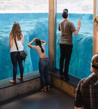 Peering Through Aquarium at Utah's Hogle Zoo Brew