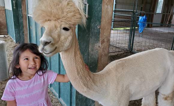 Manna Meadows Alpaca Farm