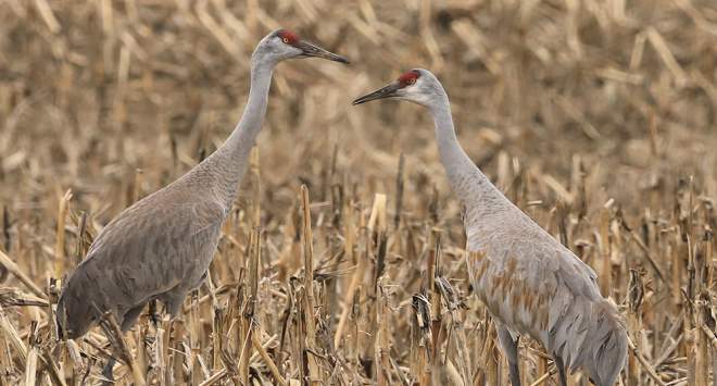 crane at goose pond
