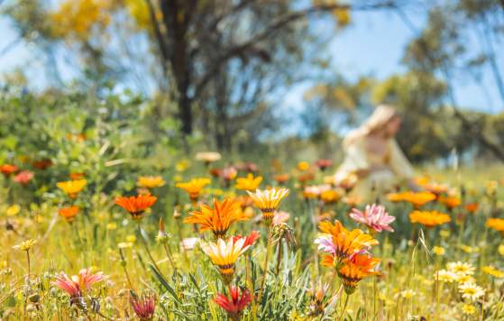 Discover wildflowers near Beverley, Avon Valley