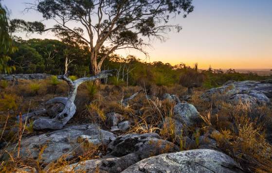 Eucalyptus Wandoo in Kalamunda, Perth Hills