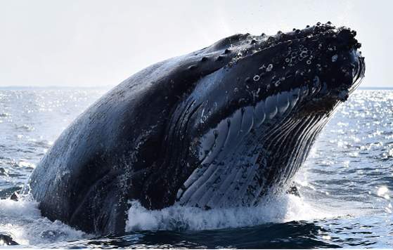 A humpback whale near Perth