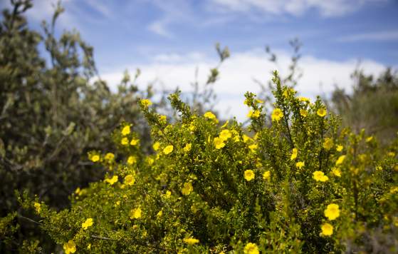 Wildflowers at Whiteman Park, Swan Valley