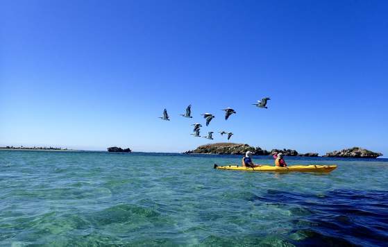 Capricorn Sea Kayaking Osprey Shoalwater Half-Day Paddle Adventure Gift Card