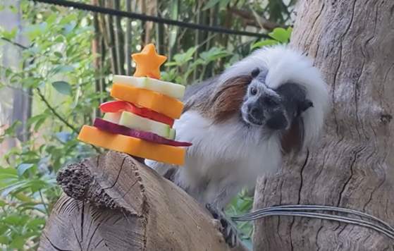 Christmas Day at Perth Zoo