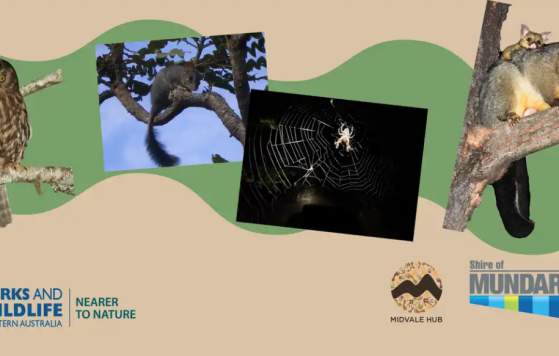 Creatures of the Night - Night Walk