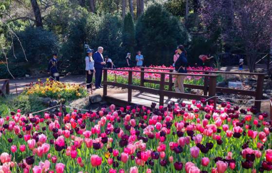 Yates Springtime at Araluen Tulip Festival