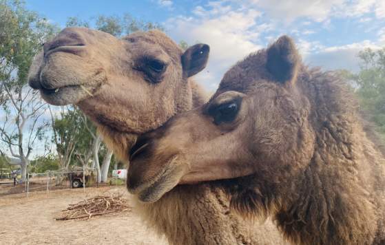 Camel Yoga and Luxury Picnic