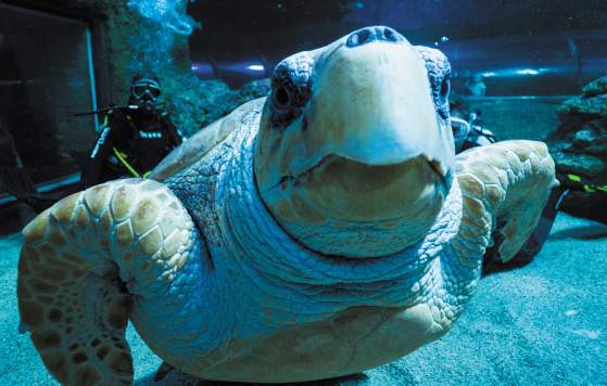 Eco Teen: Turtle Researcher