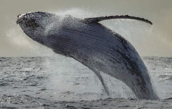 Perth Winter Whale Watch