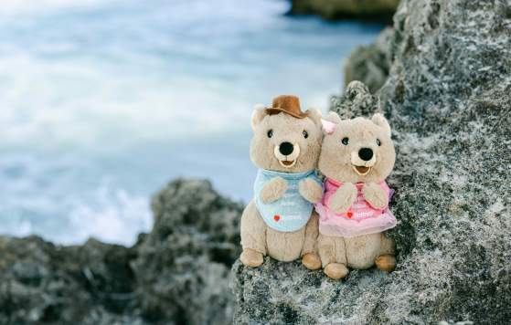 Blessimo Quokka Plush Toys