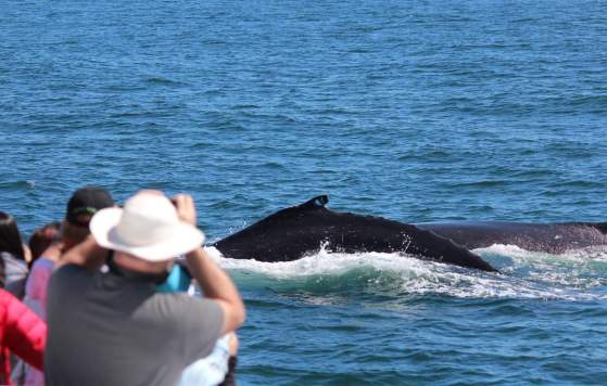 Whale Watching Perth by Rottnest Fast Ferries
