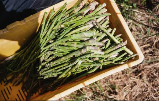 Asparagus Masterclass