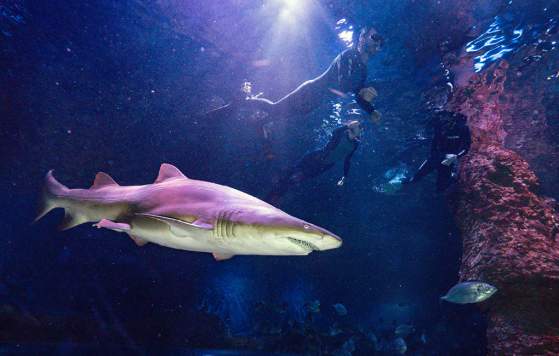 25% Off Swim With Sharks Experiences At AQWA