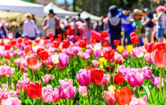 Springtime at Araluen Tulip Festival