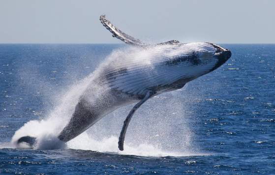Whale Watching Perth by Rottnest Fast Ferries