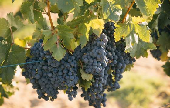 Nikola Estate Grapes