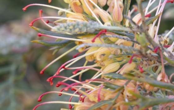 Grevillea 'Loopy Lou'