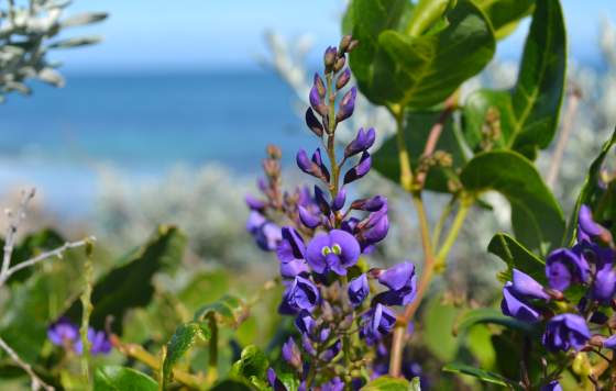 Iluka Foreshore Reserve