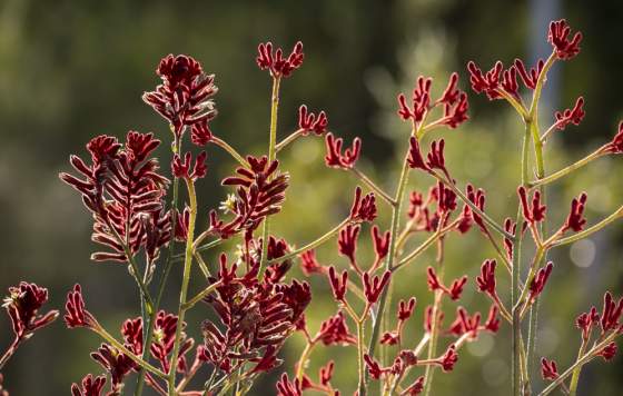 Red Kangaroo Paw Wildflowers Cockburn