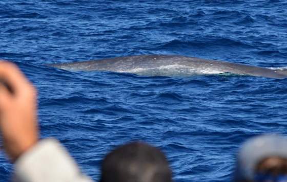 whale watching