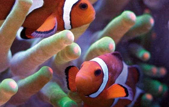 AQWA - The Aquarium of Western Australia