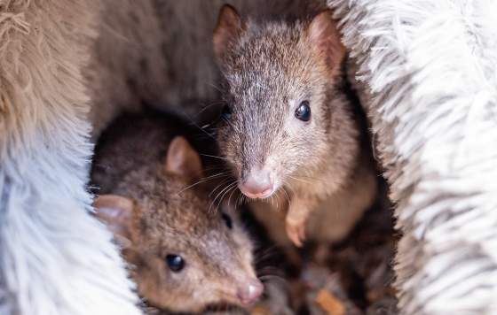 WA Wildlife