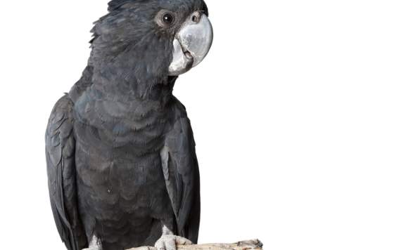 Kanyana Wildlife Rehabilitation Centre