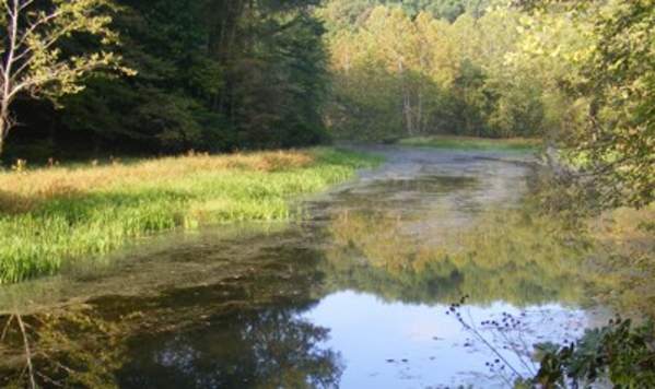 Chopawamsic Backcountry Camp Sites