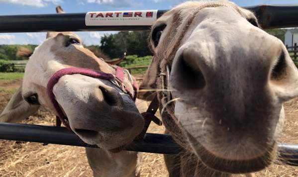 Hope & Serenity Farm Sanctuary