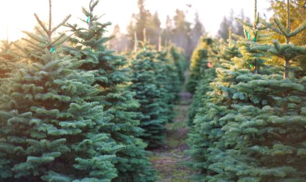 Evergreen Acres