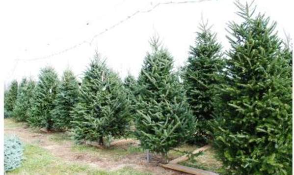 Burnside Farms