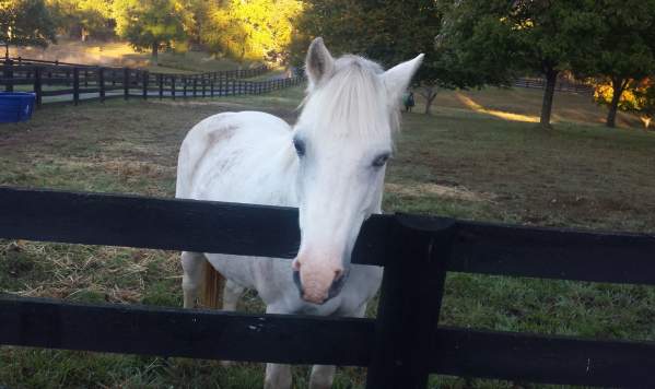 Brentsville Stables