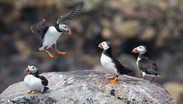 The Puffins Return