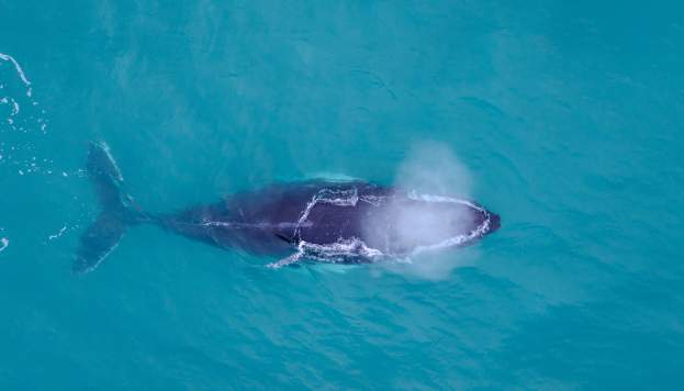A Whale of An Adventure!