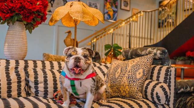 Dog-Friendly Guide to New Orleans