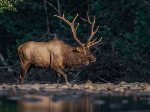 A large elk treading through a shallow stream in a forest