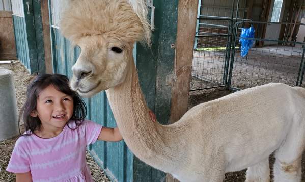 Manna Meadows Alpaca Farm