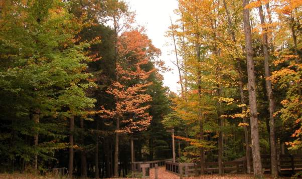 Hiking at Hartwick Pines State Park