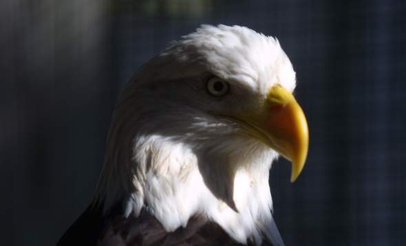 Close-up of American Bald Eagle at Peace River Wildlife Center Eagle