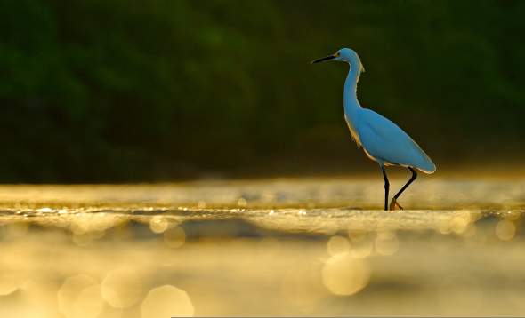 Snowy Egret in Punta Gorda/Englewood Beach