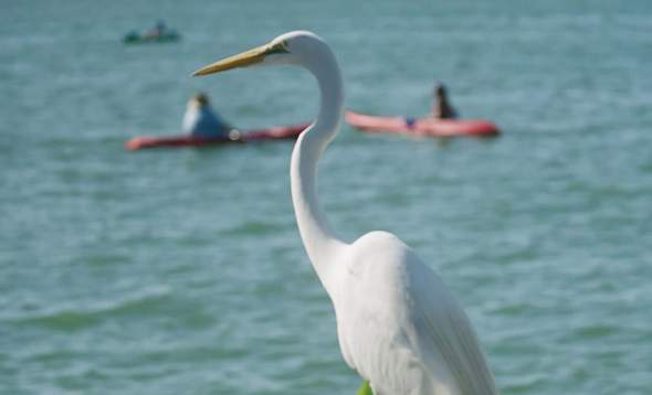 Egret at water's edge with kayaks in background