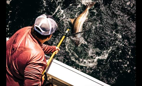 Man lifting a fish in a net