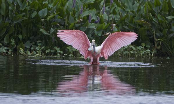 Roseate Spoonbill at Cattail Marsh in Beaumont, TX.